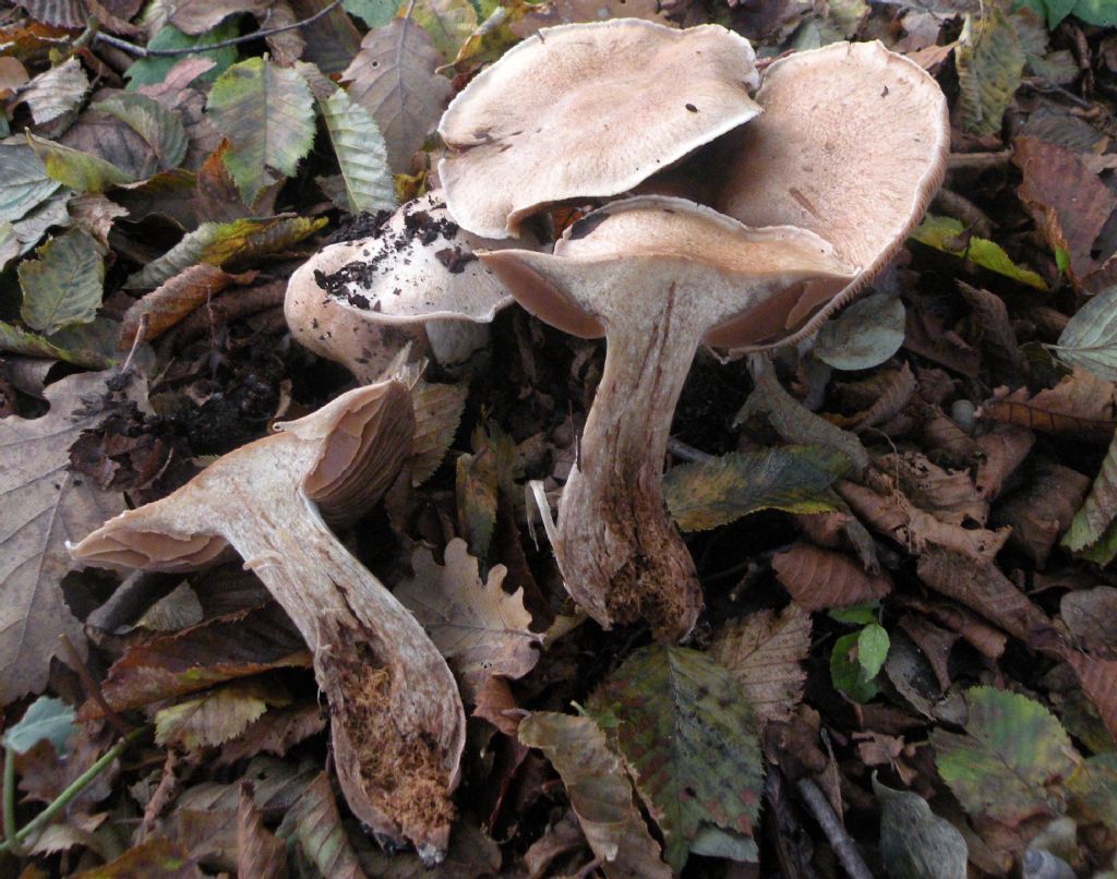 Fungo anonimo: forse un Entoloma?